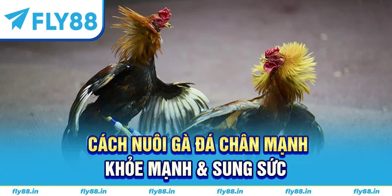 Cách nuôi gà đá chân mạnh khỏe mạnh & sung sức